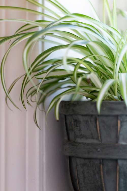 House Plant Free Photo