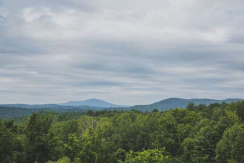 Horizon Trees Free Photo