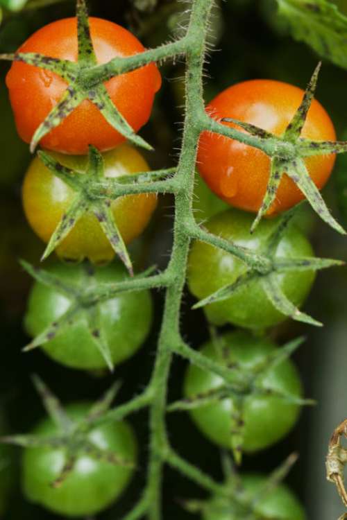 Cherry Tomatoes Free Photo