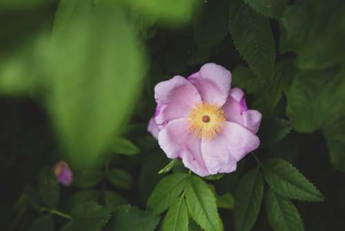 Flower Pink Close up Free Photo