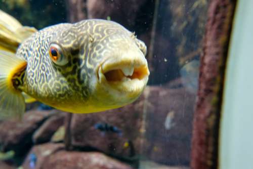 Puffer Fish at the Aquarium