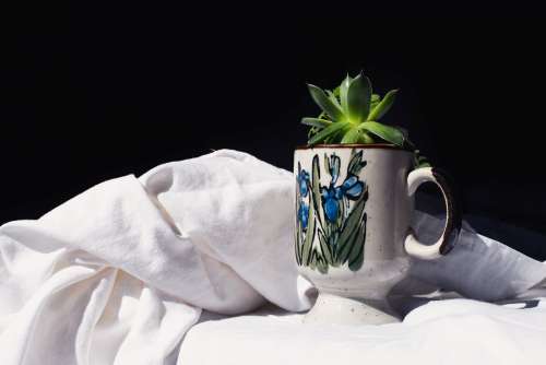 Succulent In Handmade Mug Photo