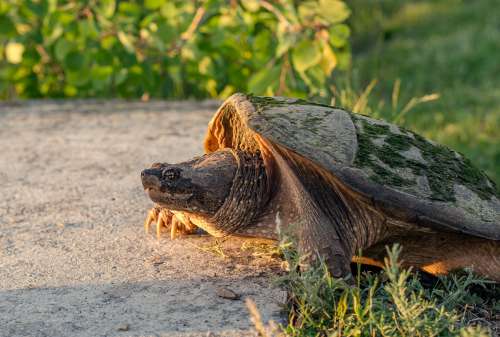 Turtle Taking Steps Toward Sunlight Photo