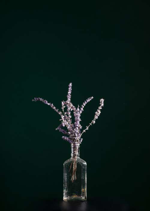 Lavender In A Claer Glass Bottle Photo