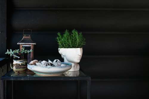 Potted Plants And Shells On Black Photo
