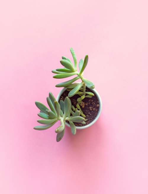 Potted Succulent On Pink Background Photo