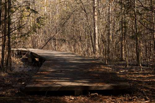An Empty Wooden Trail In The Woods Photo