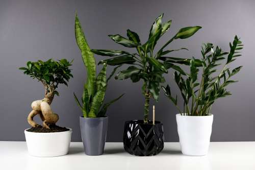 Four Plants On Monochrome Background Photo