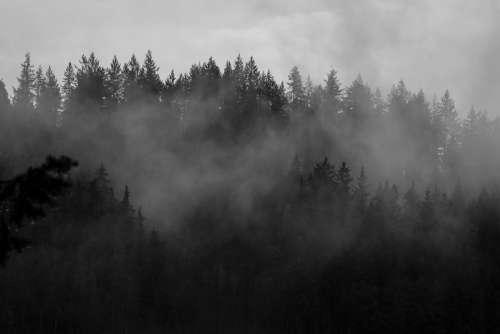 Fog Rolling Over Shadowy Forest Photo