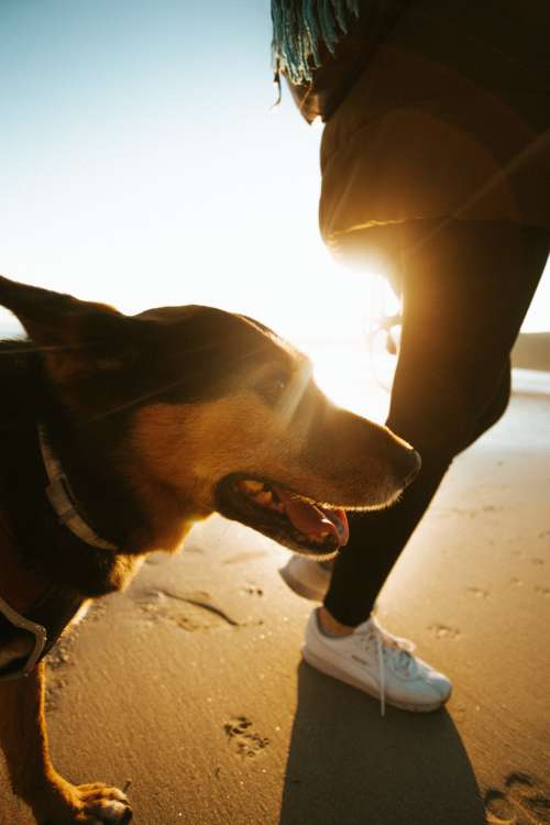 Dog Enjoying A Sunset Beach Walk Photo