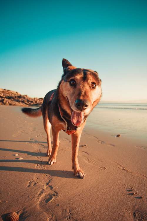 This Dog Is Ready For Its Close Up Photo