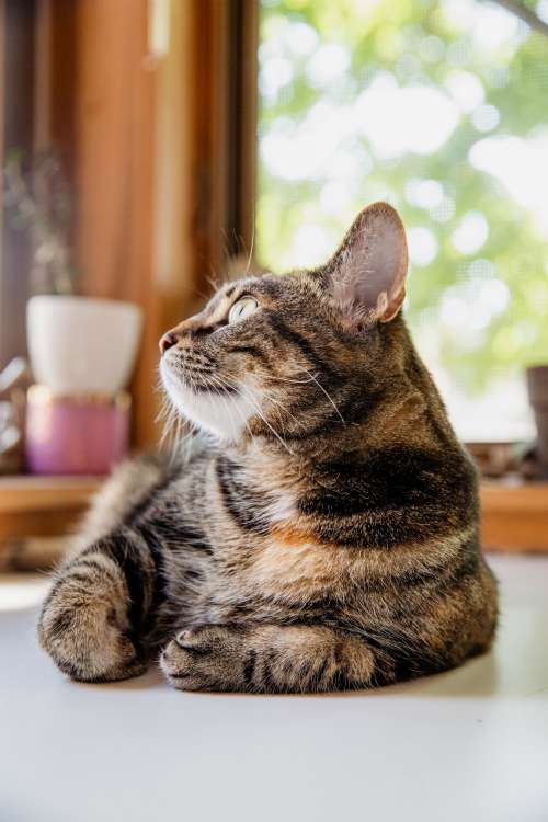 Tabby Cat Sits On Table Looking Out Window Photo