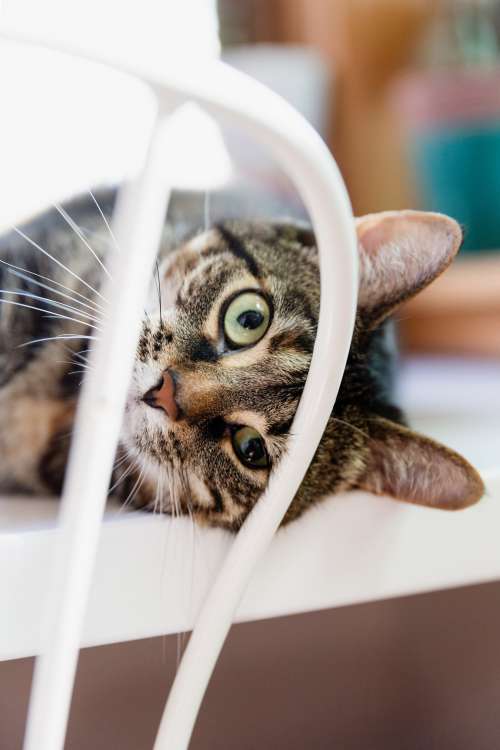 A Cat Looks Through The Back Of A Chair Photo