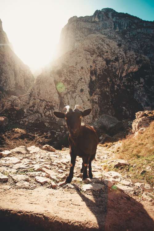 A Goat Poses For A Picture Photo