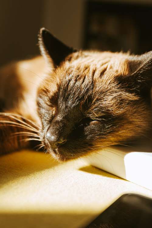 A Sleeping Cat In The Sun Photo