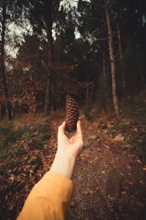 Hand Holding A Pinecone In The Forest Photo