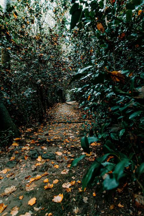Secluded Pathway Within The Trees Photo