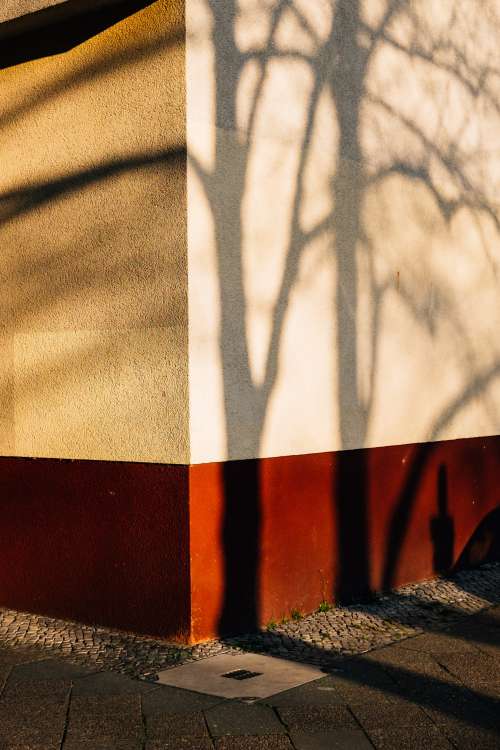 Tree Banches Cast Shadows On A Building Wall Photo