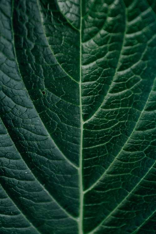 Close Up Of A Green Leaf Showing Its Detail Photo