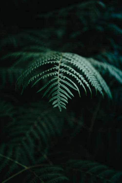 Detailed Fern Leave Amongst The Shadows Photo