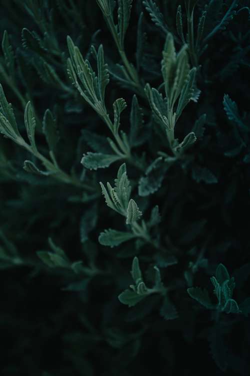 Close Up Of A Green Plant In The Night Photo