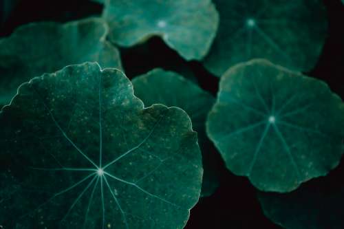 Texture Of Large Green Leaves In Shadows Photo