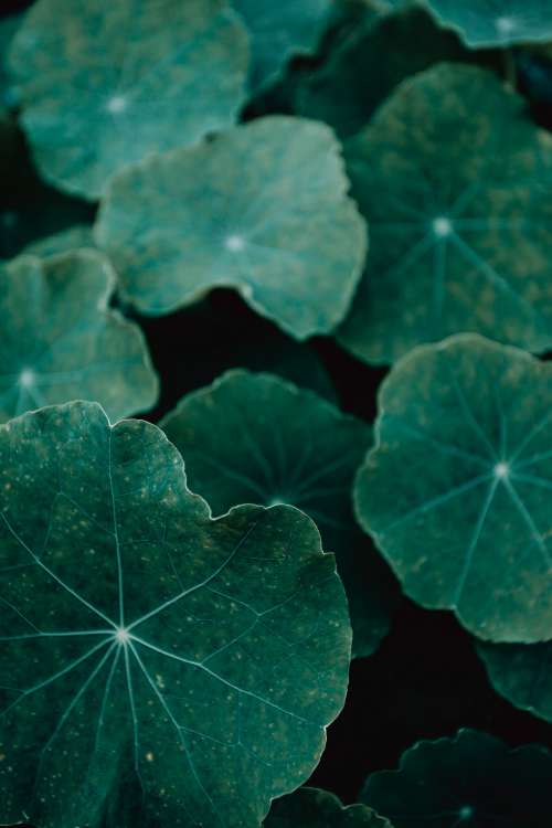 Portrait Of Textured Of Large Green Leaves Photo