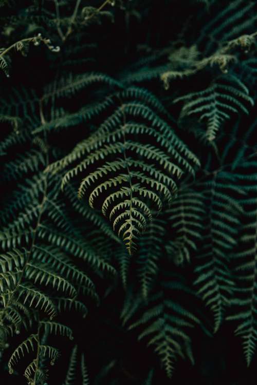 Subtly Illuminated Fern Leaves In Green Photo