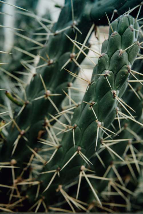 Prickly Pear Cactus Plant Photo