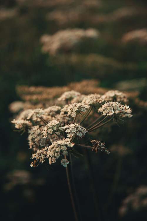 Cow Parsley Plant In The Wild Photo