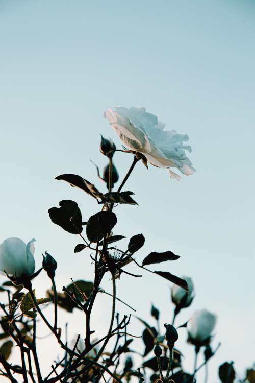 White Flower Blooming Below A Warm Sunset Photo