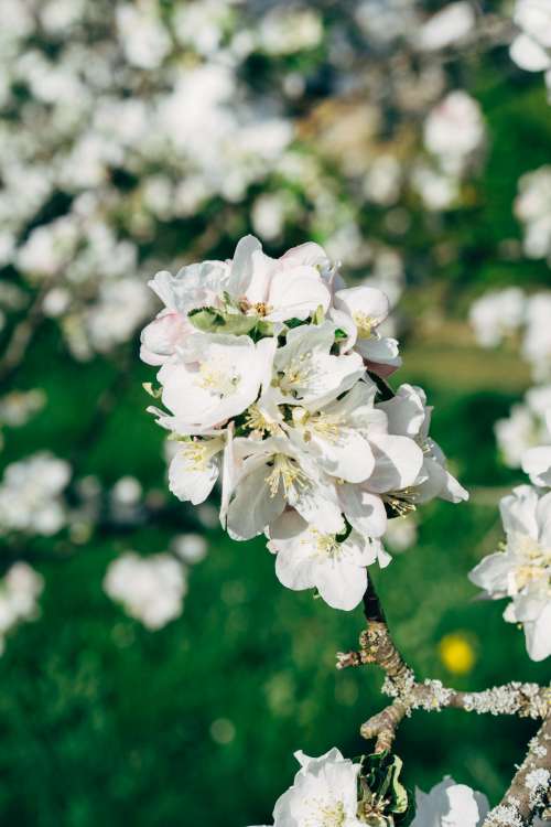 Apple Blossom Flower In Focus Photo