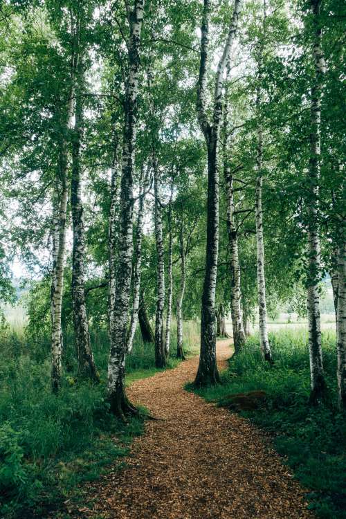 Nature Walk Surrounded By Birch Trees Photo