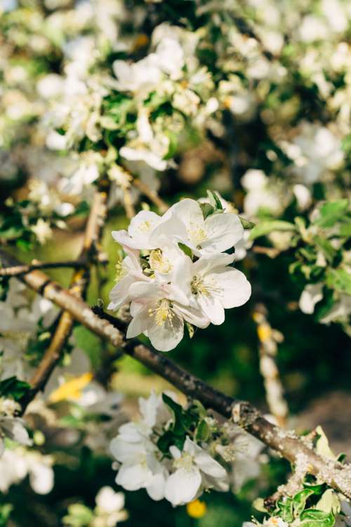 Apple Blossom In The Sunlight Photo