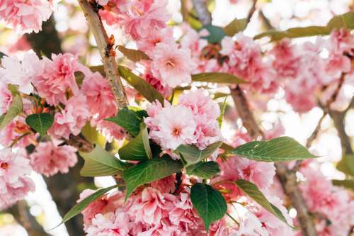 Cherry Blossom Season In Full Bloom Photo