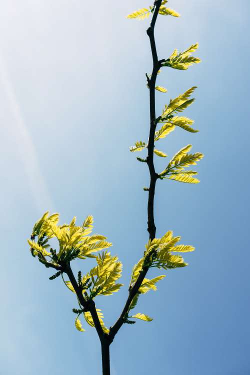 Tree Branch Reaches Up To The Sun Photo