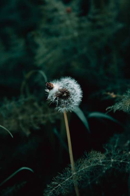 Make A Wish On This Dandelion Photo