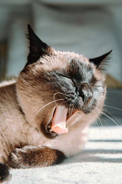 A Yawing Siamese Cat Photo