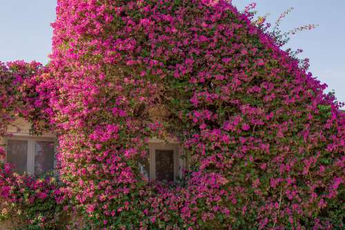 Window Peaking Out Of A Budiling Covered In Flowers Photo