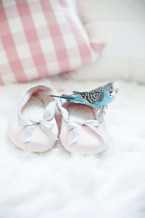 A Parakeet Sitting On Shoes Photo