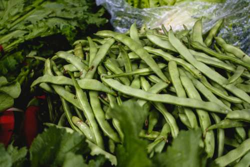 Fresh green bean pods