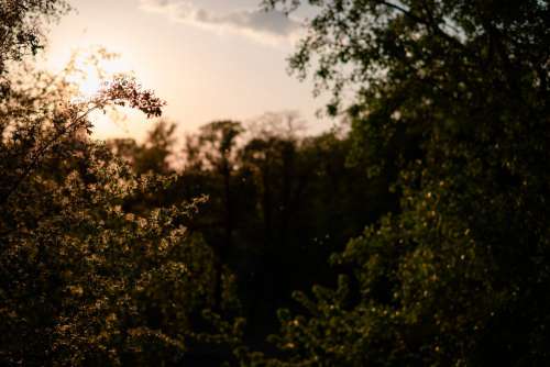 Trees and pollen at sunset
