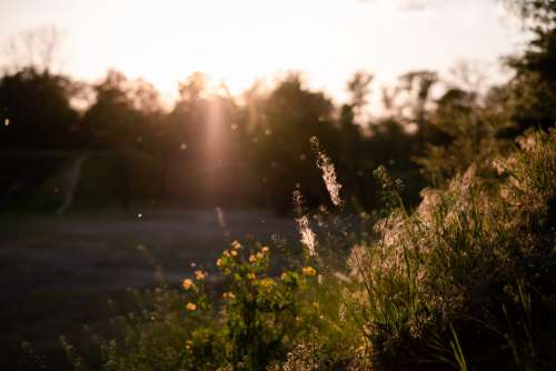 Wild grass and pollen at sunset