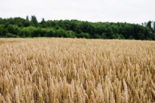 Wheat field 2