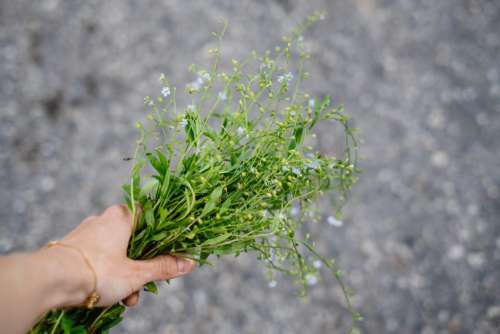 Wild forget-me-not flowers in a female hand