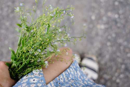 Wild forget-me-not flowers in a female hand 2
