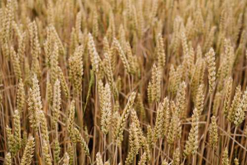 Wheat field closeup 2