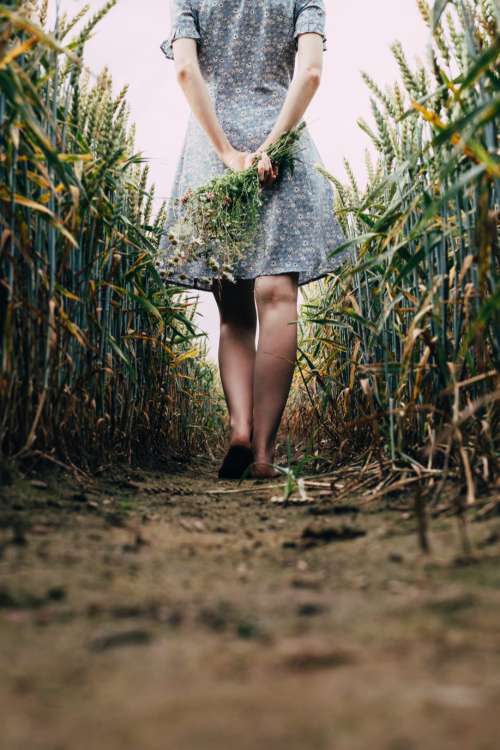 Girl standing in a triticale field 2