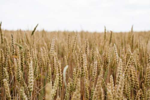 Wheat field closeup