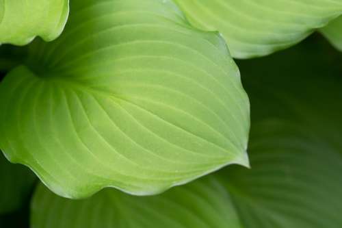 Macro Plant Leaf